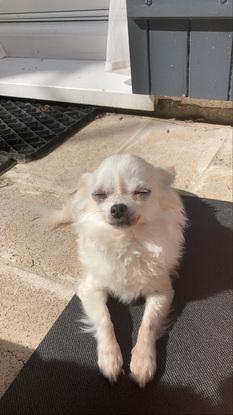 Elea, ma chihuaha de 12ans