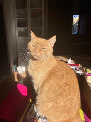 Kali, ma chatte de 6ans