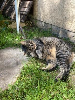 Mimi, mon chat de 13ans
