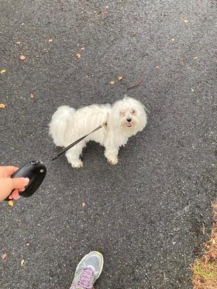 un chiens que j’ai gardé