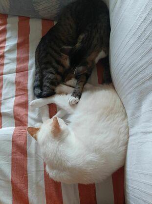 Caramel et salem