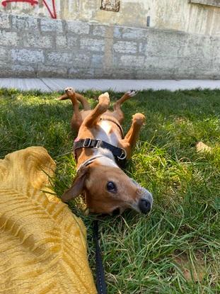 Naïs qui adore les promenades au parc !