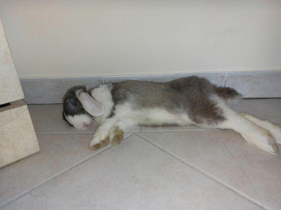 Hermes mon petit lapin belier 🐇