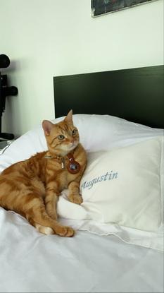 Simba