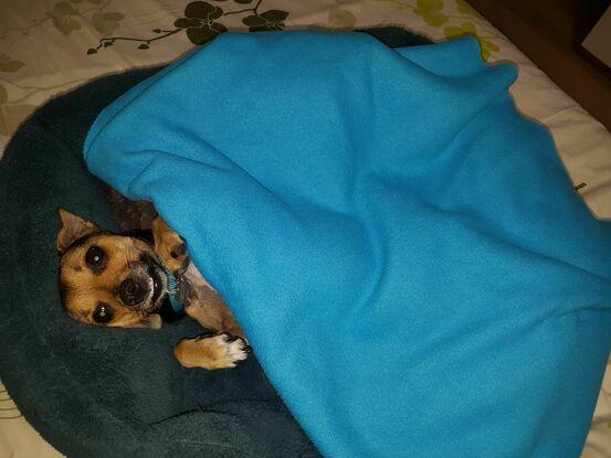LMa chienne