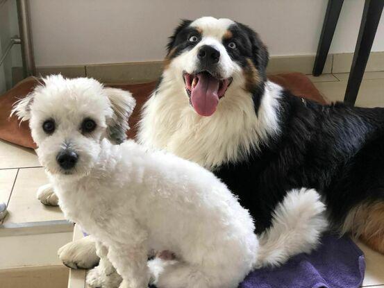 Chiens gardés à mon domicile