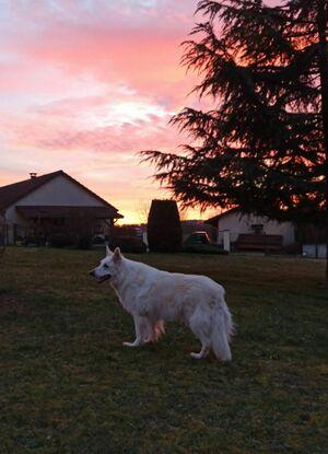 Mon premier chien