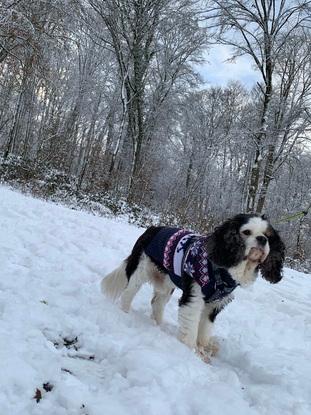 Elliot à la neige