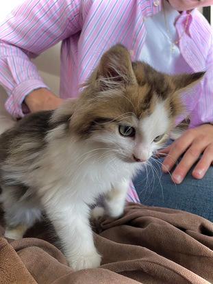 Nous avons adopté un petit chaton !