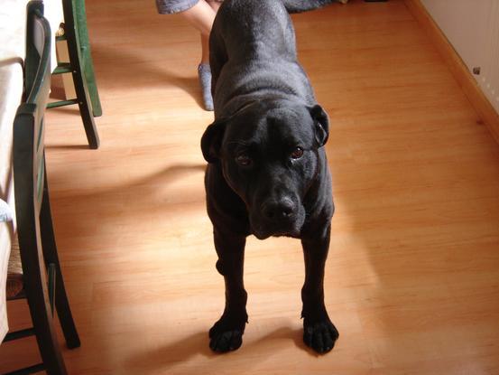 Sherpa le Rottweiler/Labrador, mon chien pendant des années !