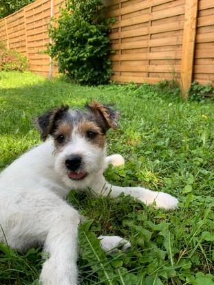 Héra ( la chienne à la mère )
