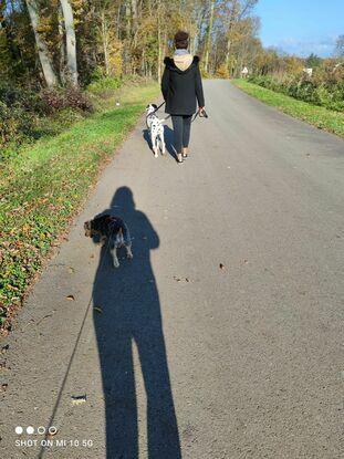 Je peux promener plusieurs chiens à la fois