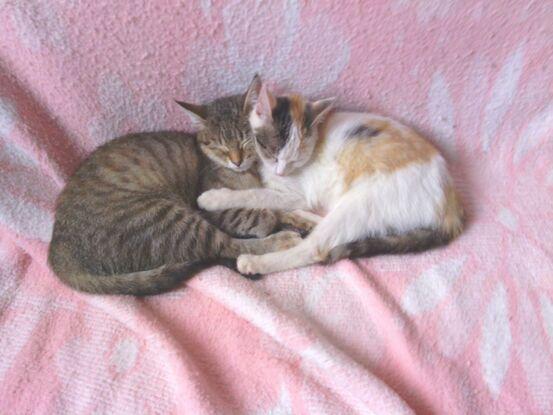 Petits chats de famille