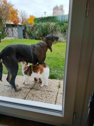 Mon chien et mon chat qui se font des câlins