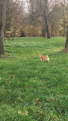 Bois de Boulogne