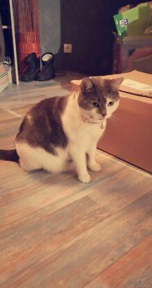 Plou, chat de 2 ans et demi