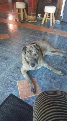Ixo, chien de 7 ans