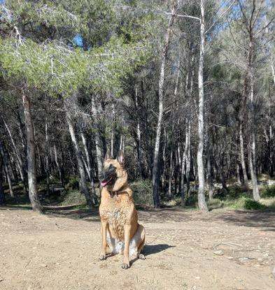 Mon chien , ma passion