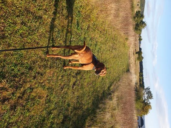 Balade avec Napo (dog-sitting)