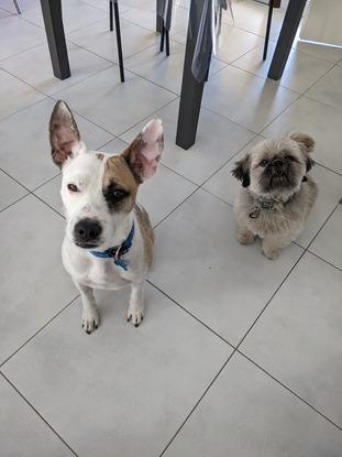 Blue et Mushi