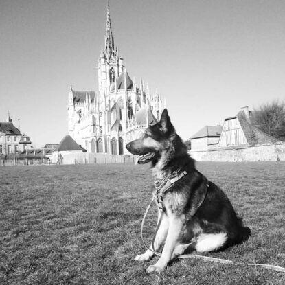 Le chien de la maison