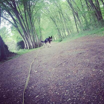 Promenade en longue ou laisse