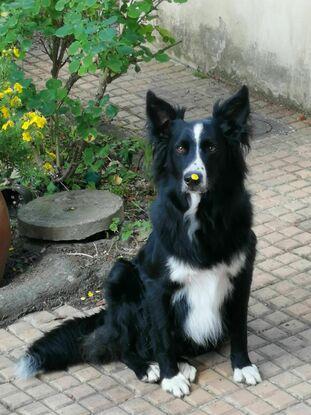 Mon chien Baloo, vivant chez mes parents