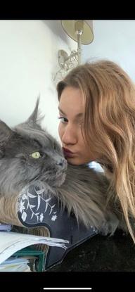 un de mes maine coon