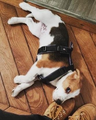 La garde d’un petit bébé beagle trop mignonne lors de 2 journées