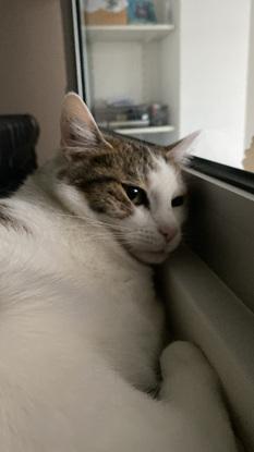 Voici Laya, le chat de ma maman !