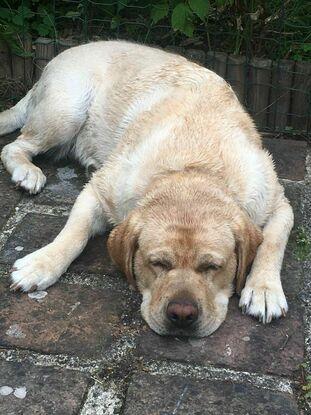 Highland, ma chienne labrador âgée de 8 ans