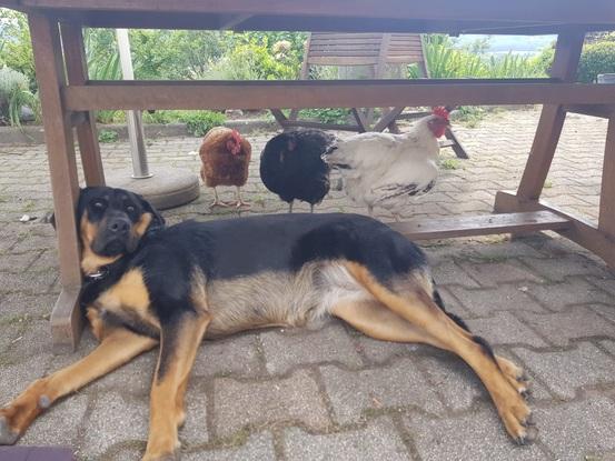 Elbi, labrador beauceron