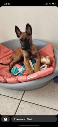 Stark, Malinois
