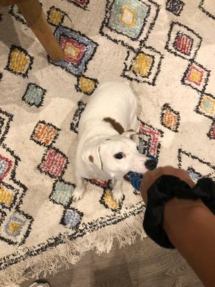 Samy, Jack Russel