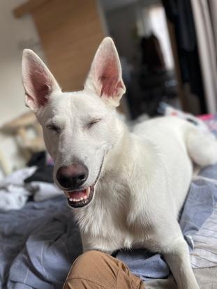 Laïko