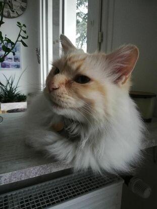 une autre petite photo de Pacha