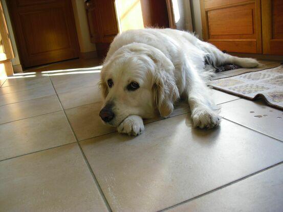ma chienne, Albatre