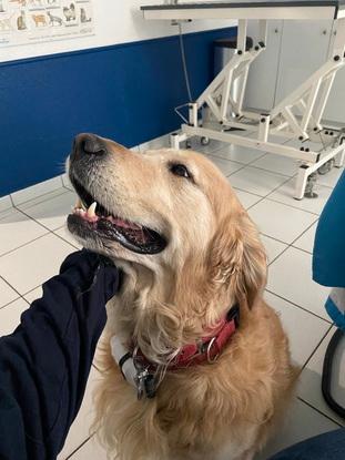 Nemo le chien de la clinique