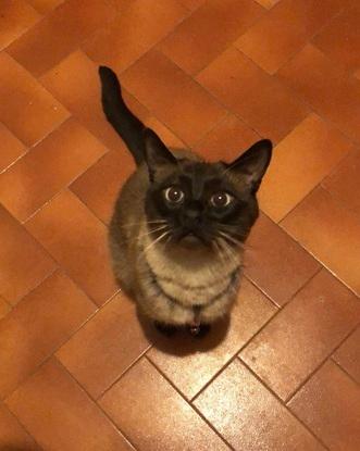 loon Mon petit chat