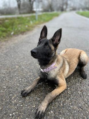 Atria (chien de ma colocataire), 5 mois