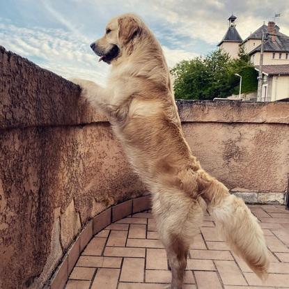 Simba qui attend l’arrivé des copains