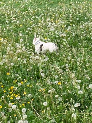 Perdu dans les herbes haute