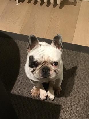 Léon notre bouledogue  👼🏼