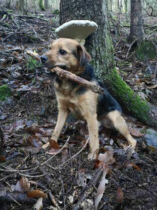 Guizmo en forêt