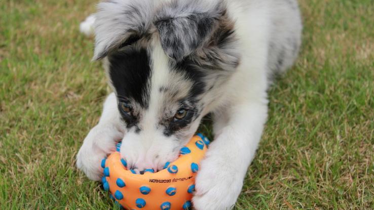 Opal quand il était bébé