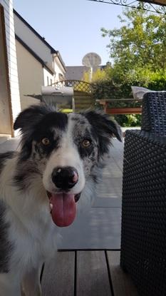 Opal a ses 1an (border collie)