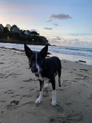 Jaika (border collie)