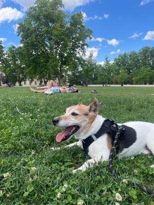 Fidji qui a passé la journée au parc