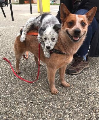 Mes 2 filles: Rita et Rosie.