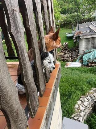 Les 2 commères sur la terrasse.